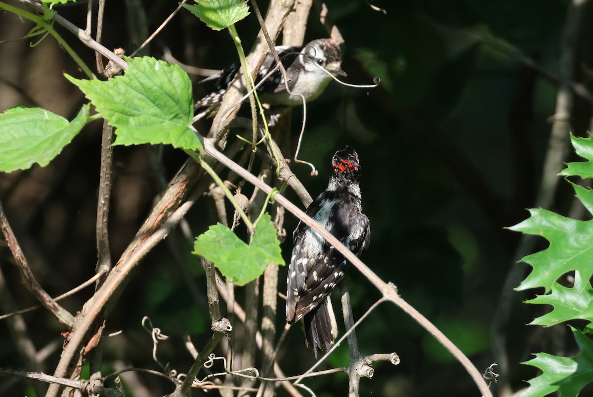 Downy Woodpecker - ML592488191
