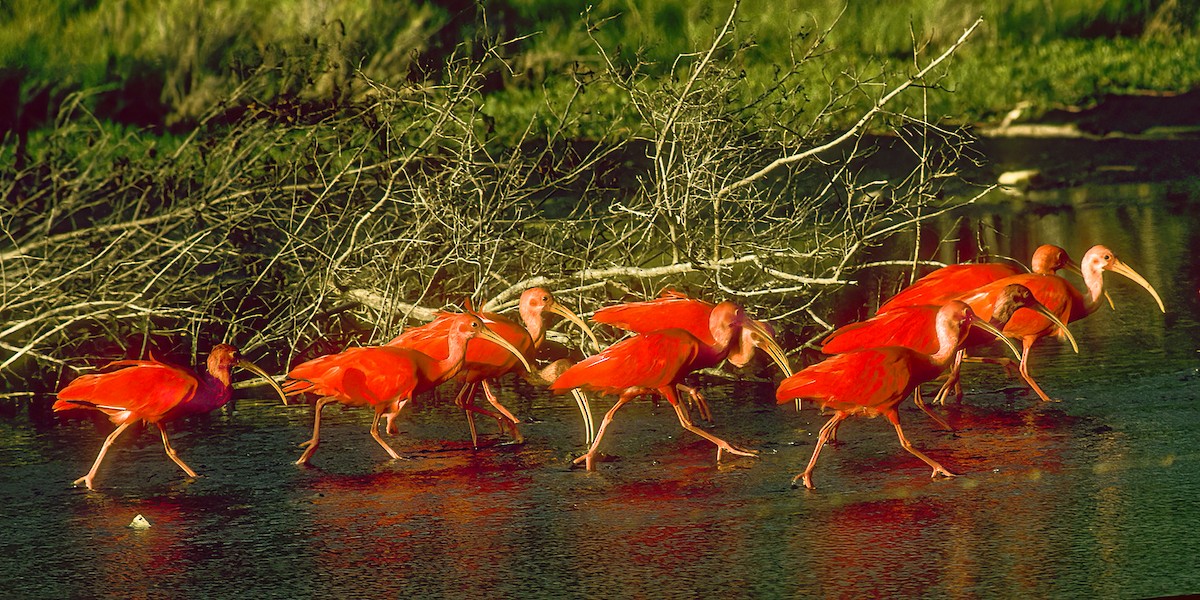 Ibis Escarlata - ML592488941