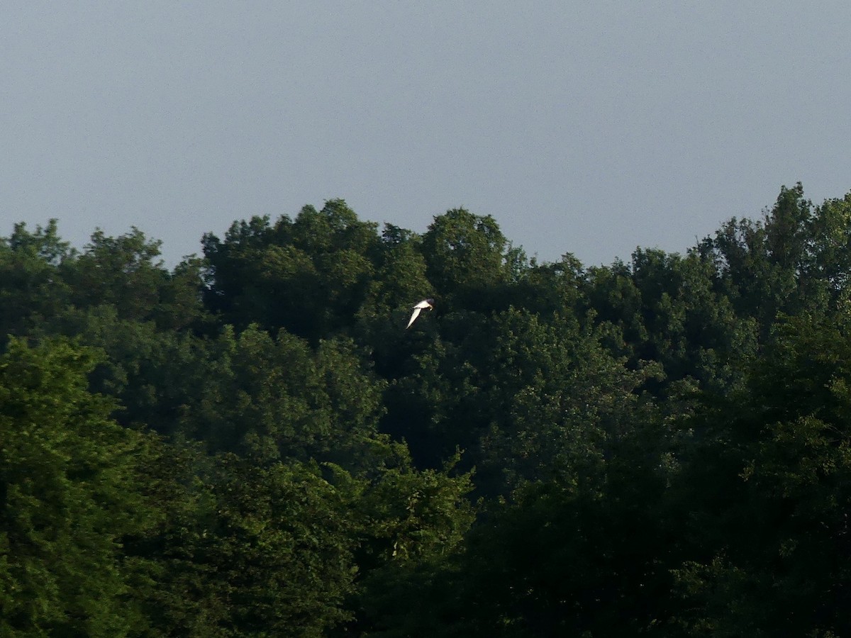 Least Tern - ML592489061