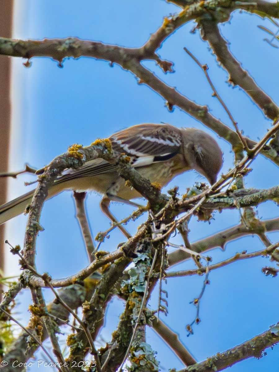 Northern Mockingbird - ML592489311