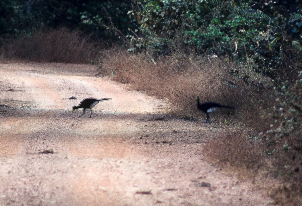 Yellow-knobbed Curassow - ML592489791