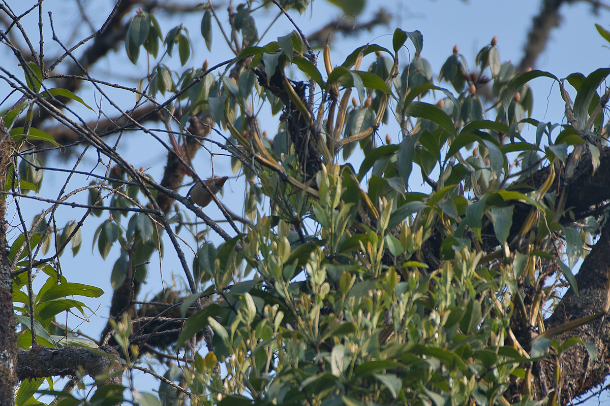 White-naped Yuhina - Anup Chavda