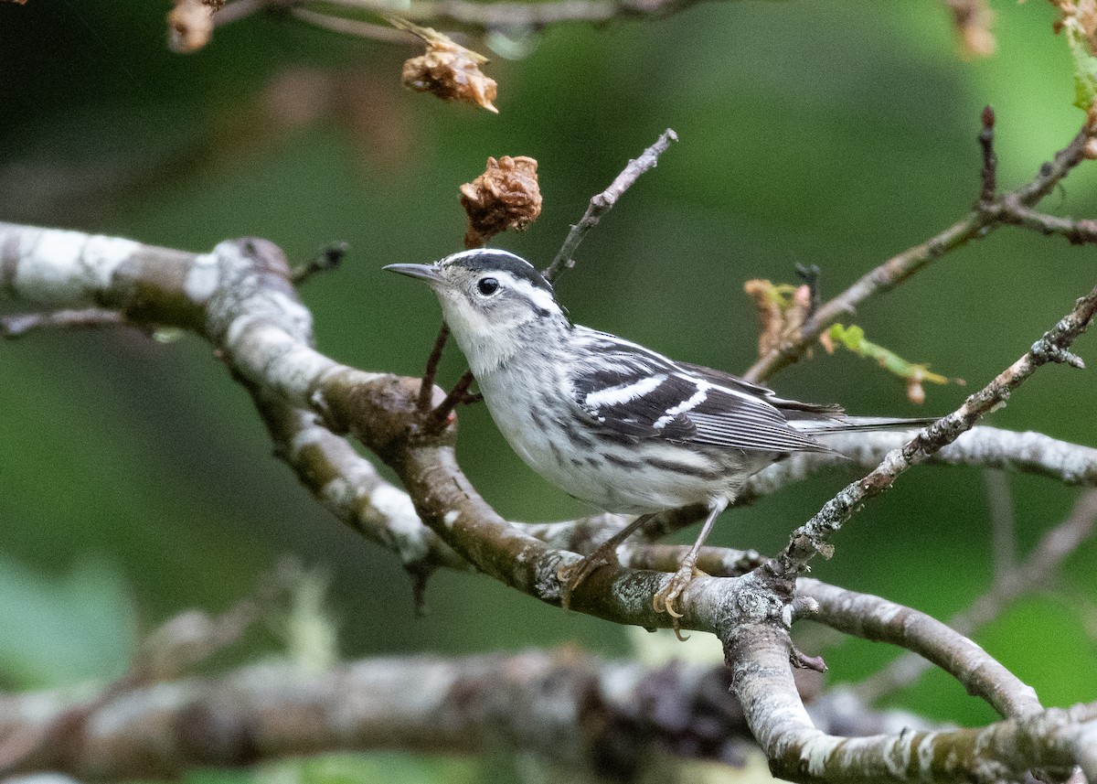 Black-and-white Warbler - ML592489951