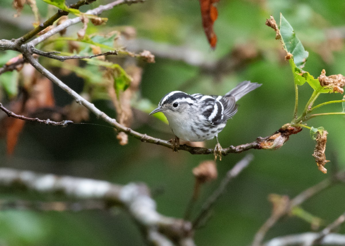 Black-and-white Warbler - ML592489961