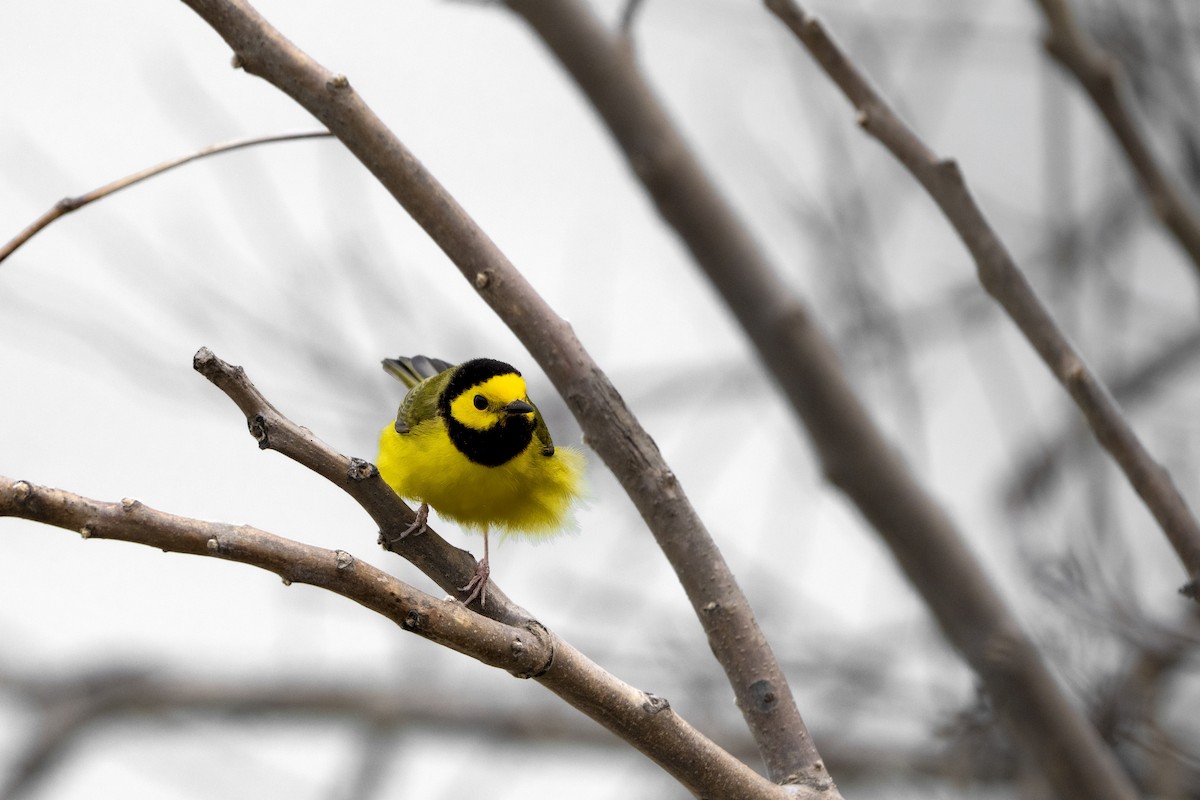 Hooded Warbler - ML592490181