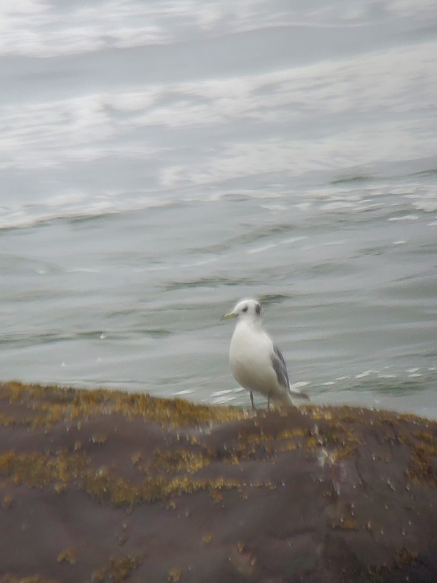 Black-legged Kittiwake - ML592490231