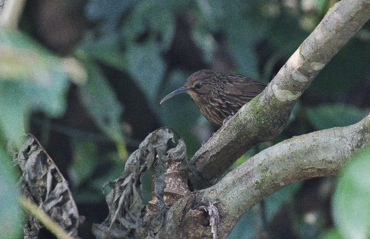 Long-billed Wren-Babbler - Anup Chavda