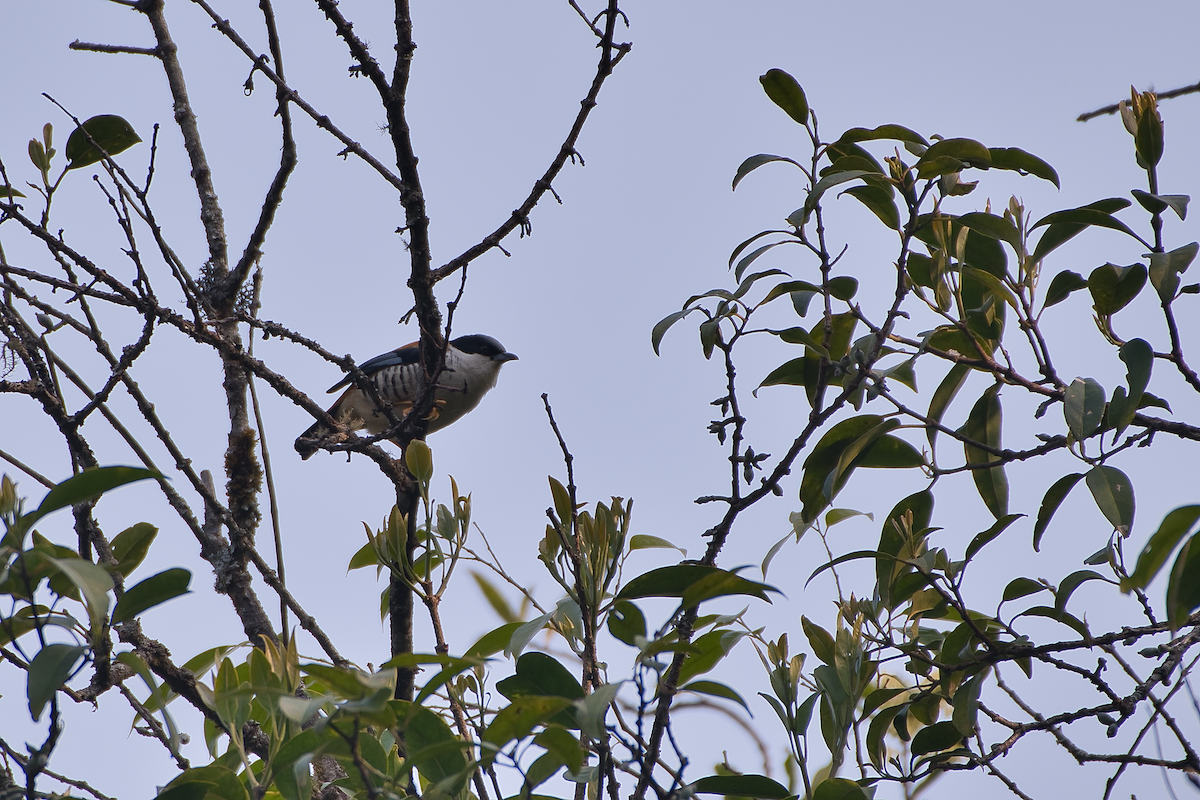 Himalayan Cutia - Anup Chavda