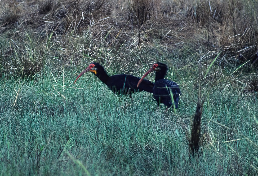 ibis dlouhoocasý - ML592490851