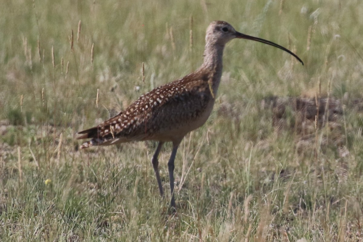 Long-billed Curlew - ML592491071