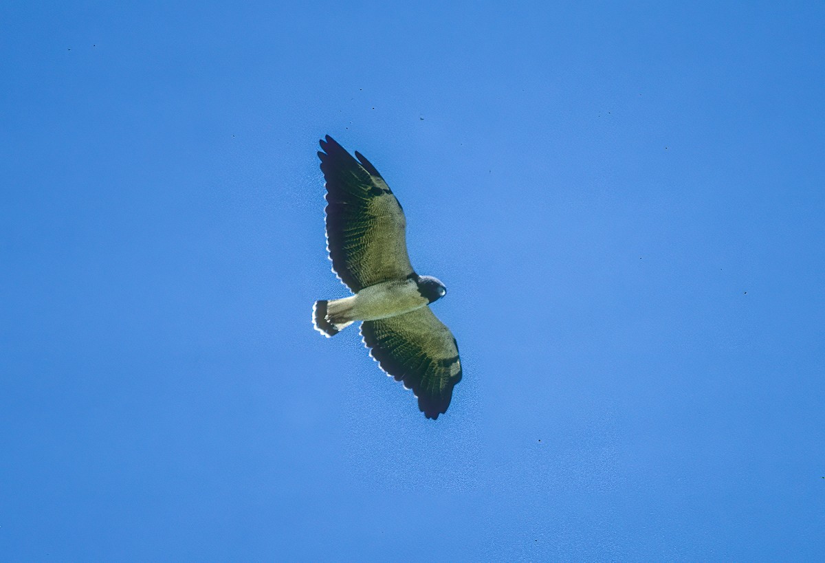 Weißschwanzbussard - ML592491141