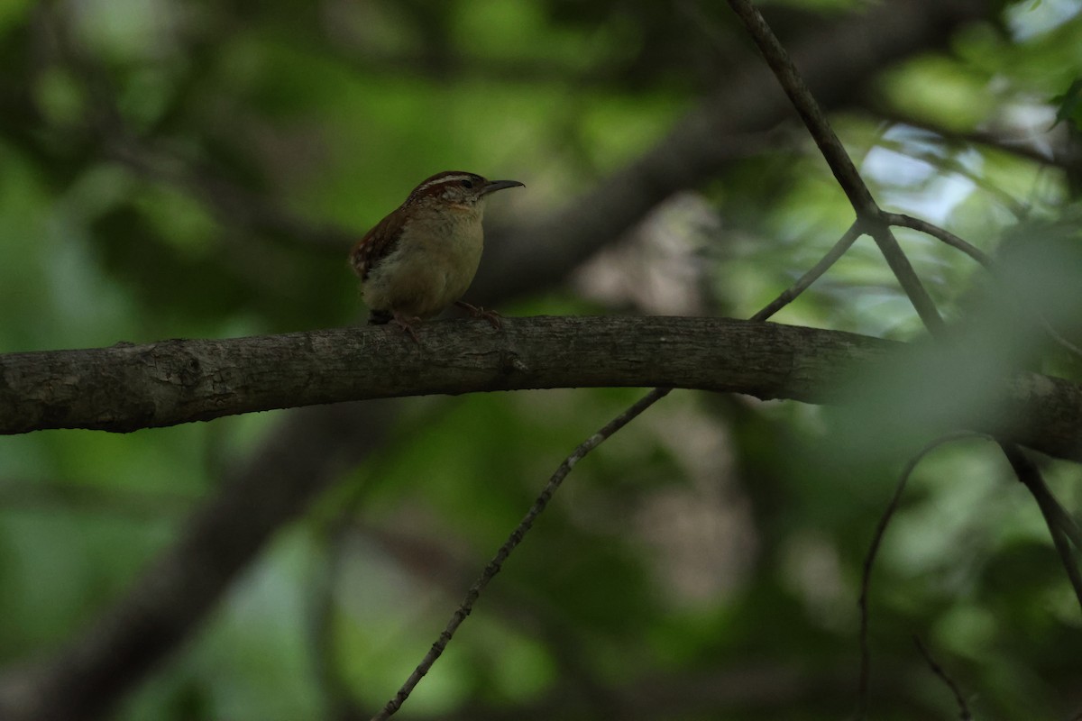 Carolina Wren - Michael Friedman