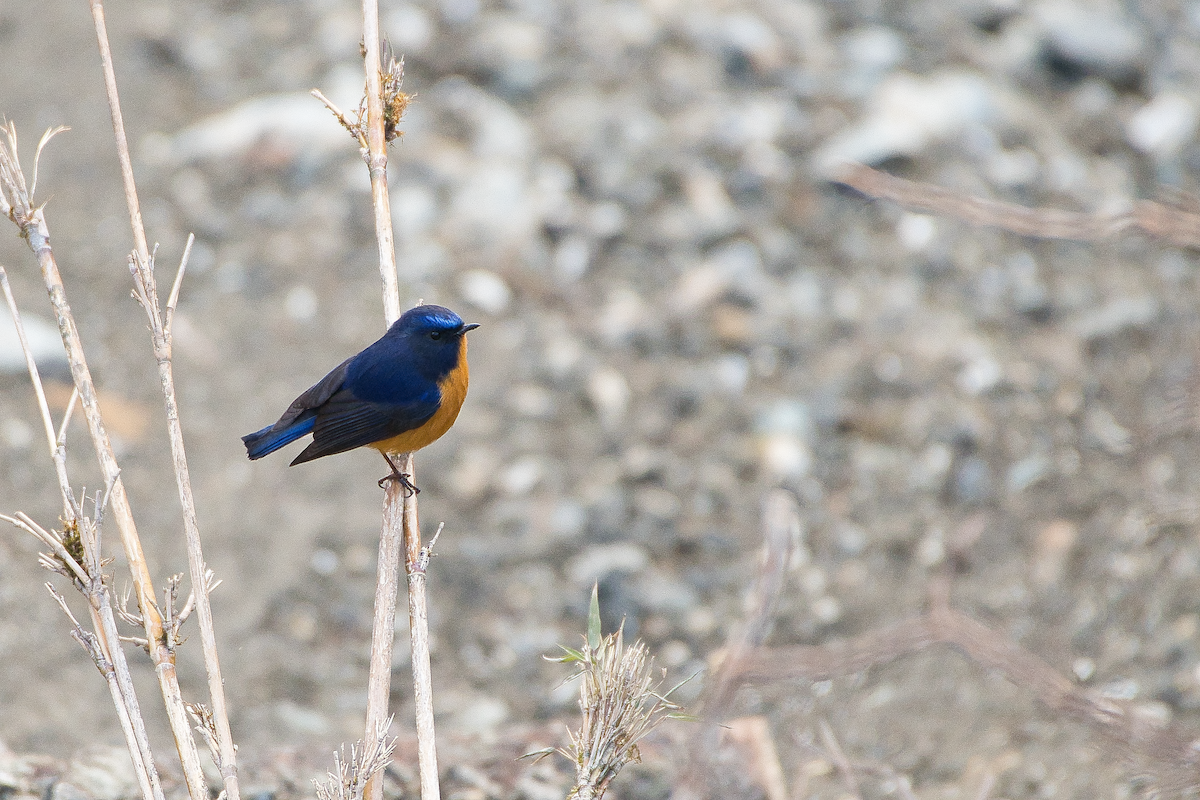 Rufous-breasted Bush-Robin - ML592491711