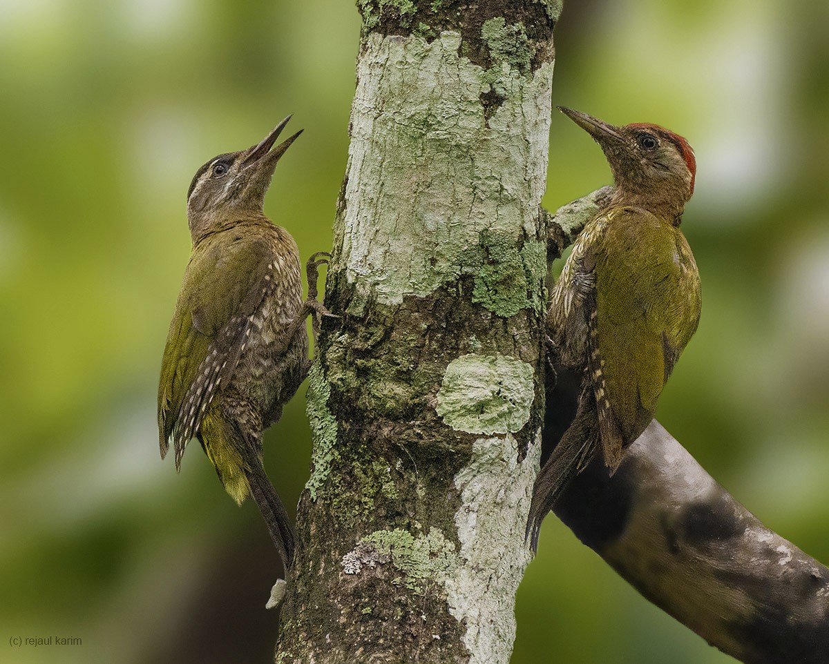 Streak-throated Woodpecker - ML592492821