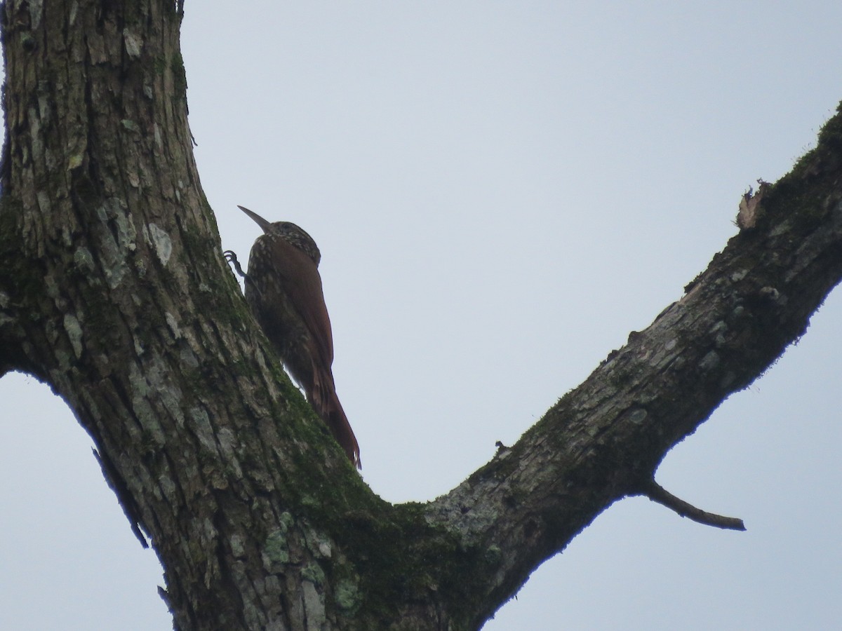 Streak-headed Woodcreeper - ML592492831