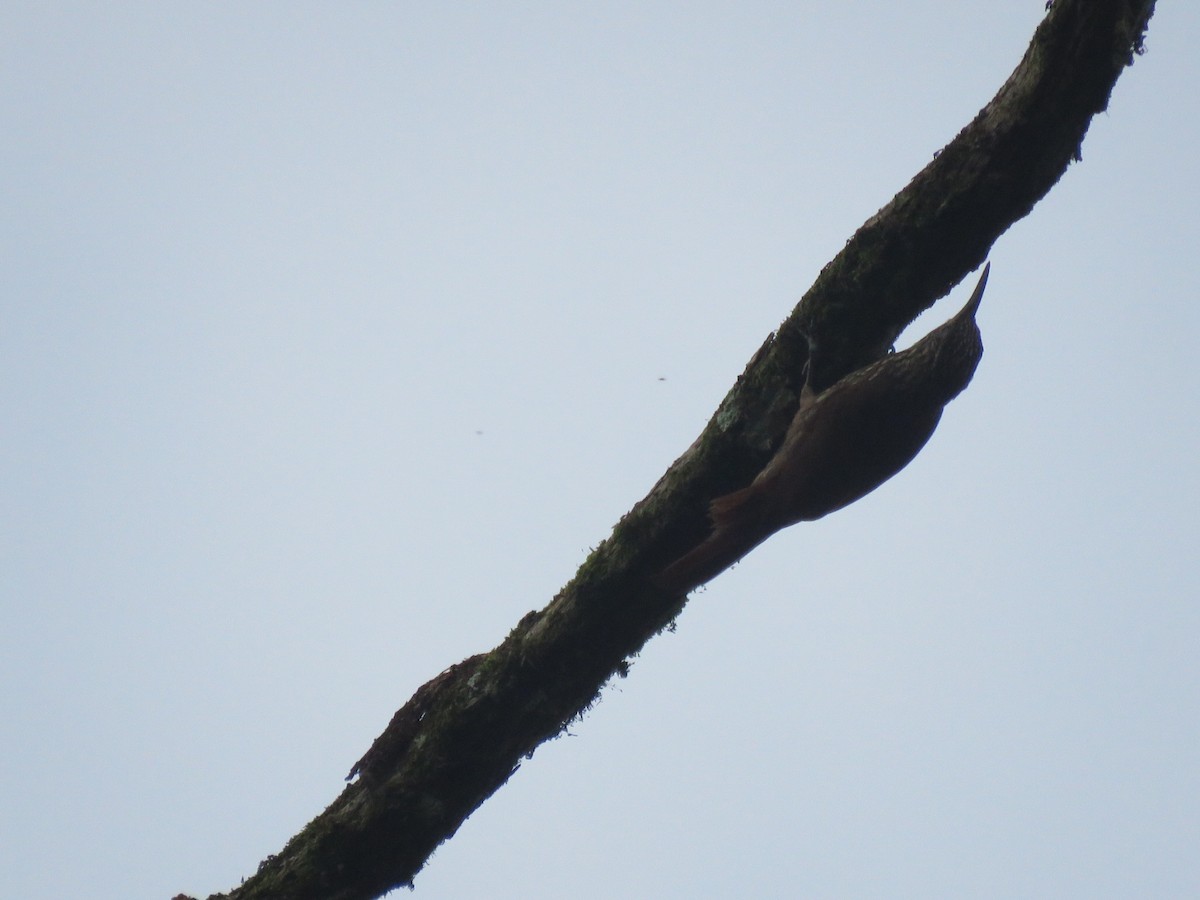Streak-headed Woodcreeper - ML592492841