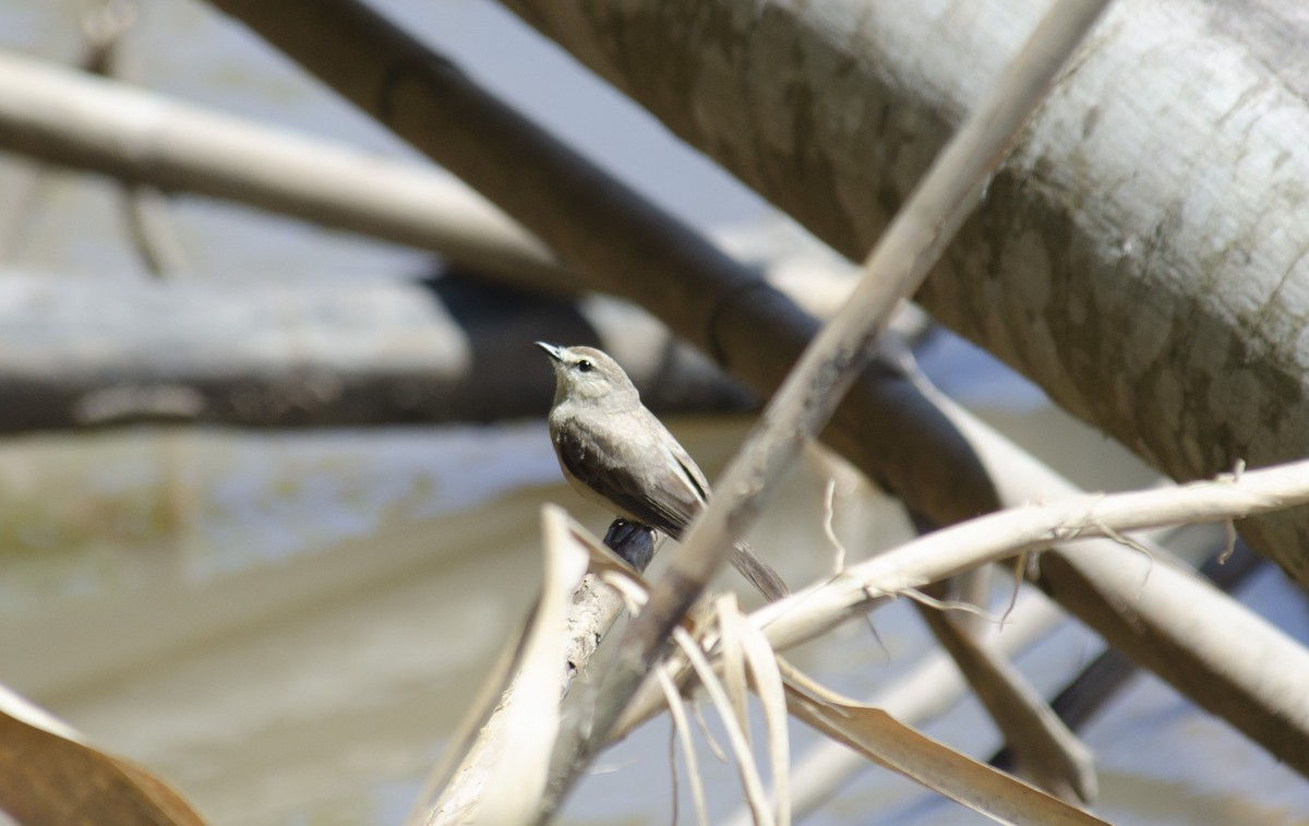 Drab Water Tyrant - ML592493461