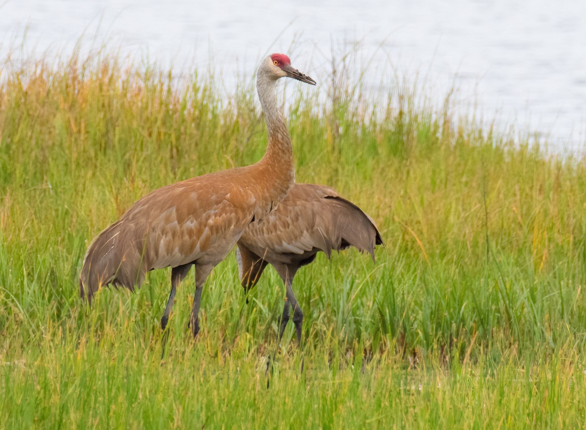 Sandhill Crane - Greg Darone