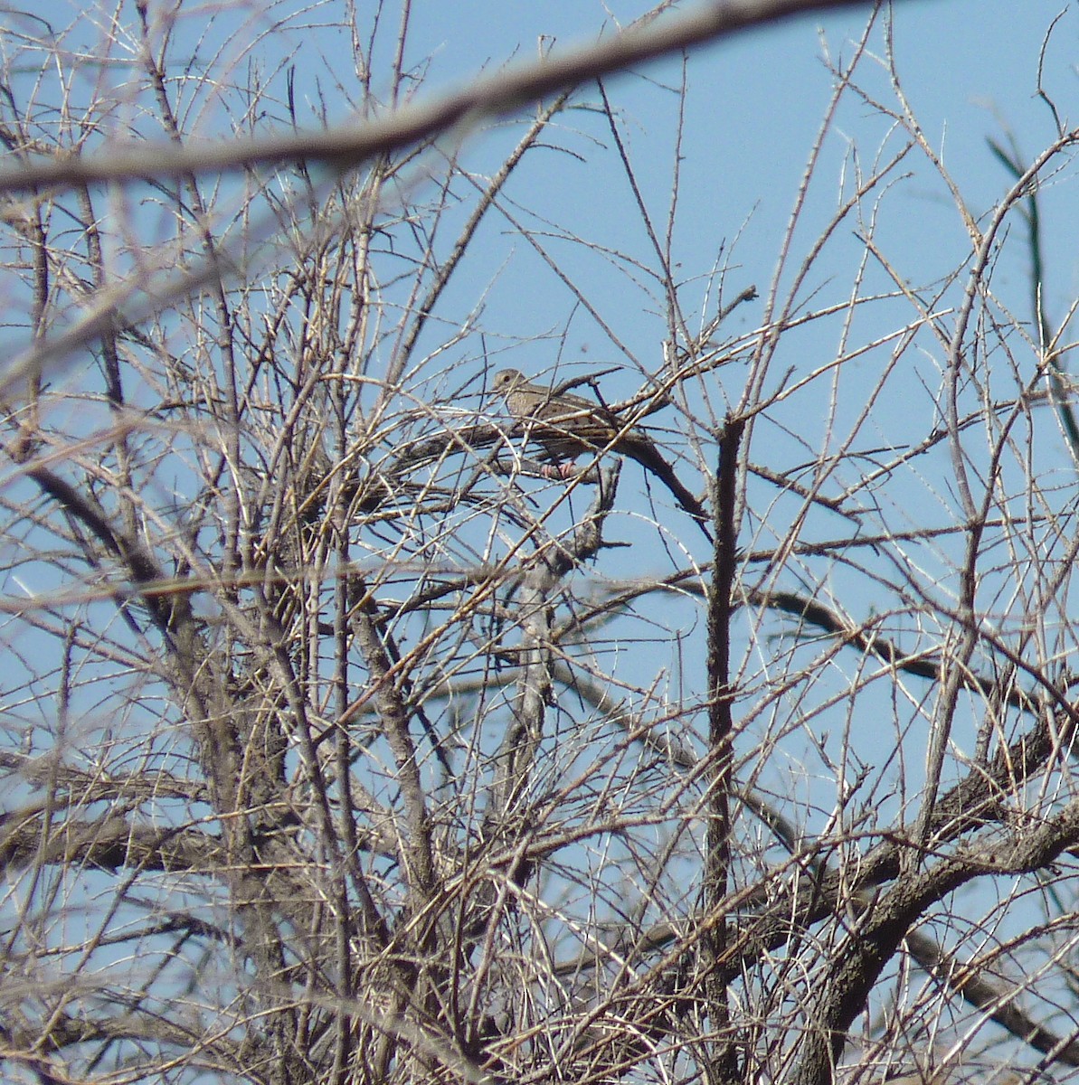 Common Ground Dove - ML592495621