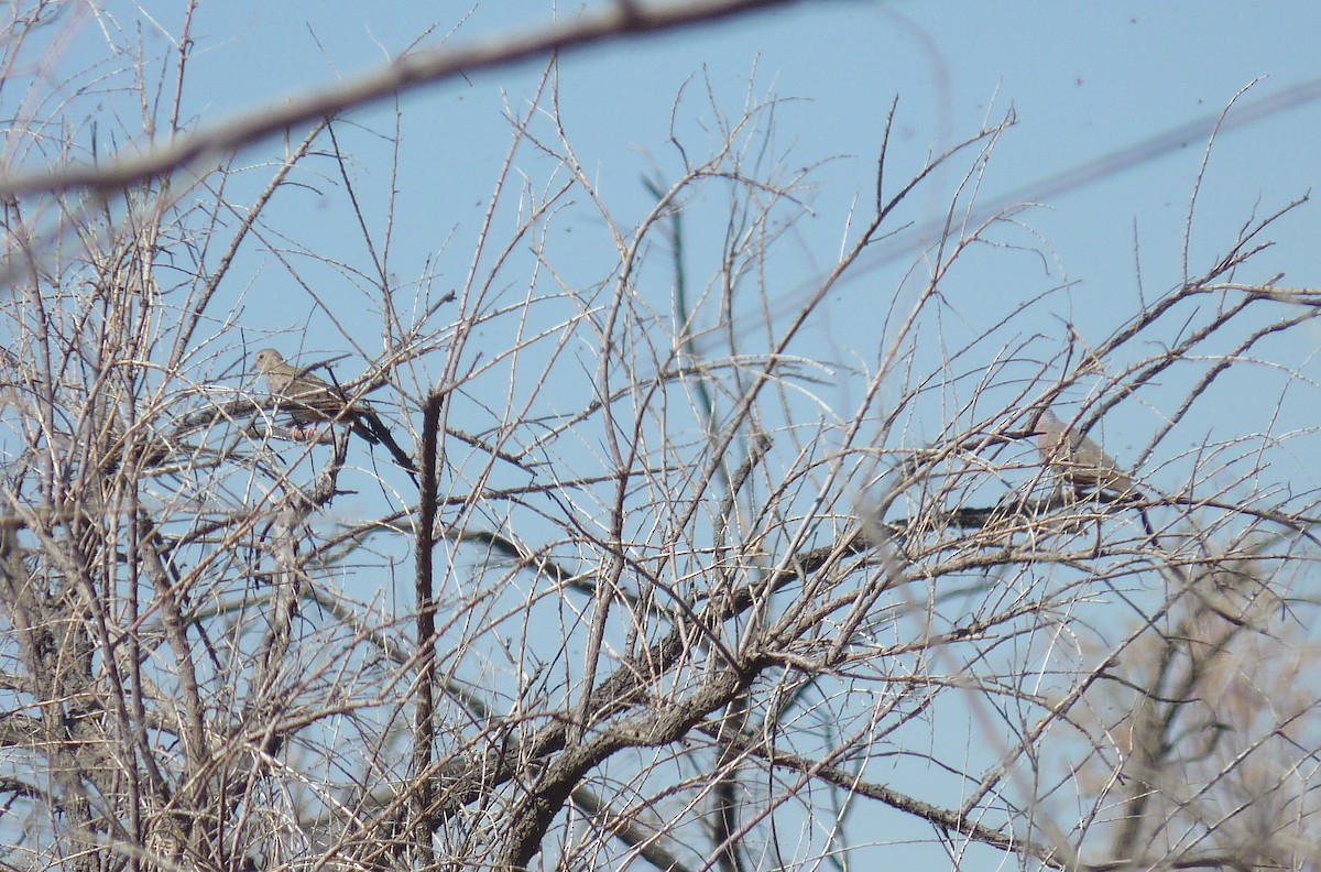 Common Ground Dove - ML592495631