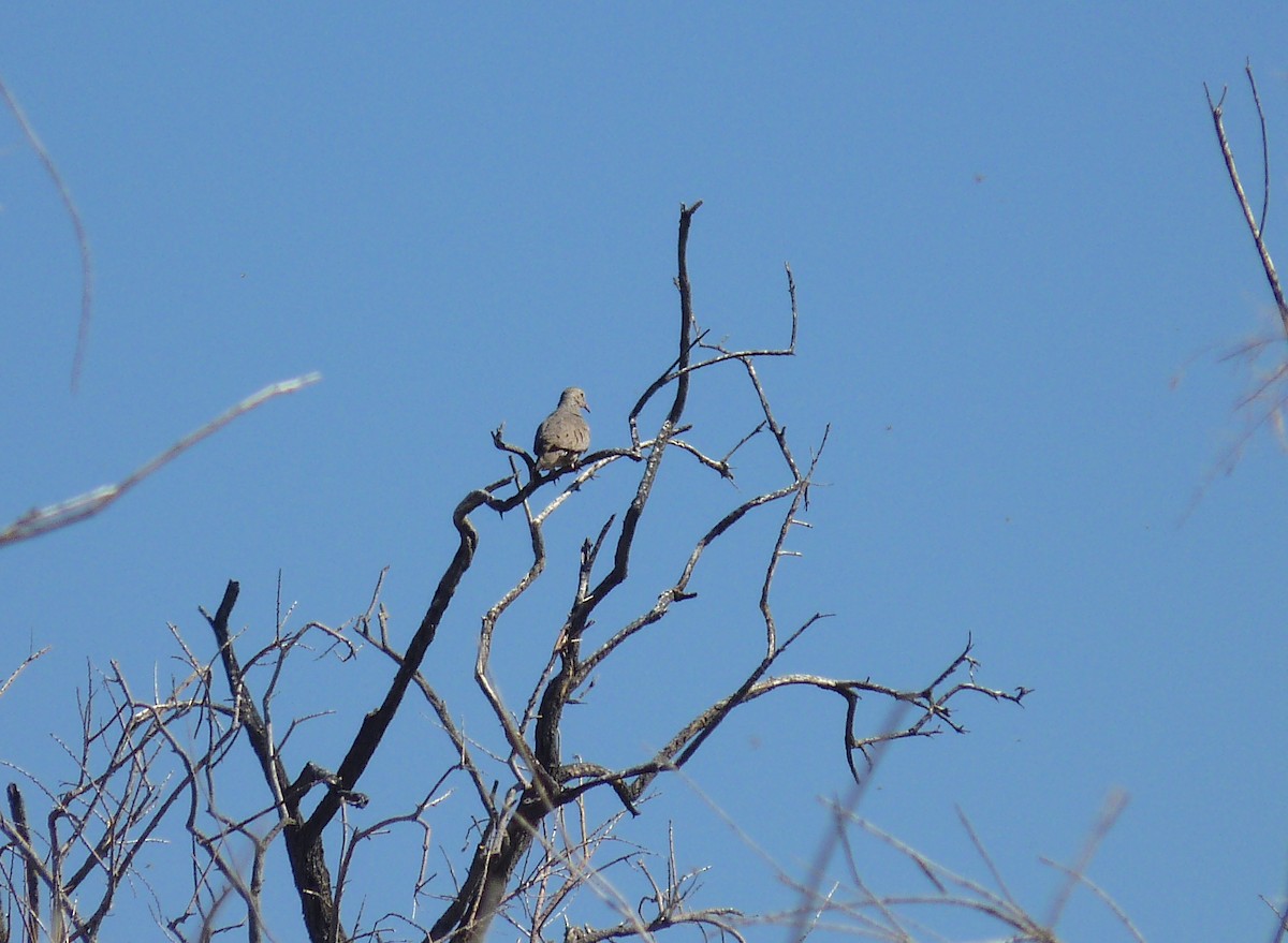 Common Ground Dove - ML592496011