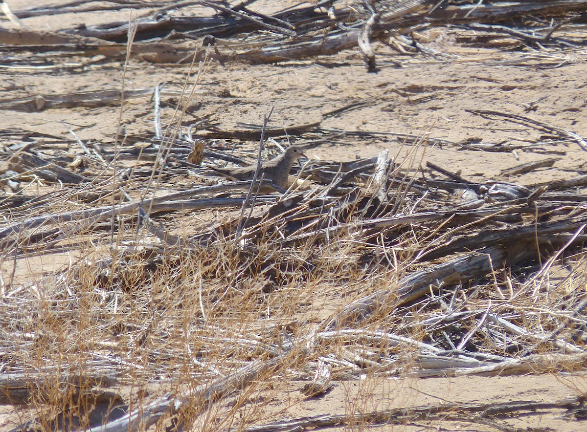 Common Ground Dove - ML592496021