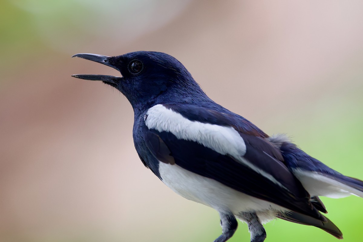 Oriental Magpie-Robin - Sourav Mandal