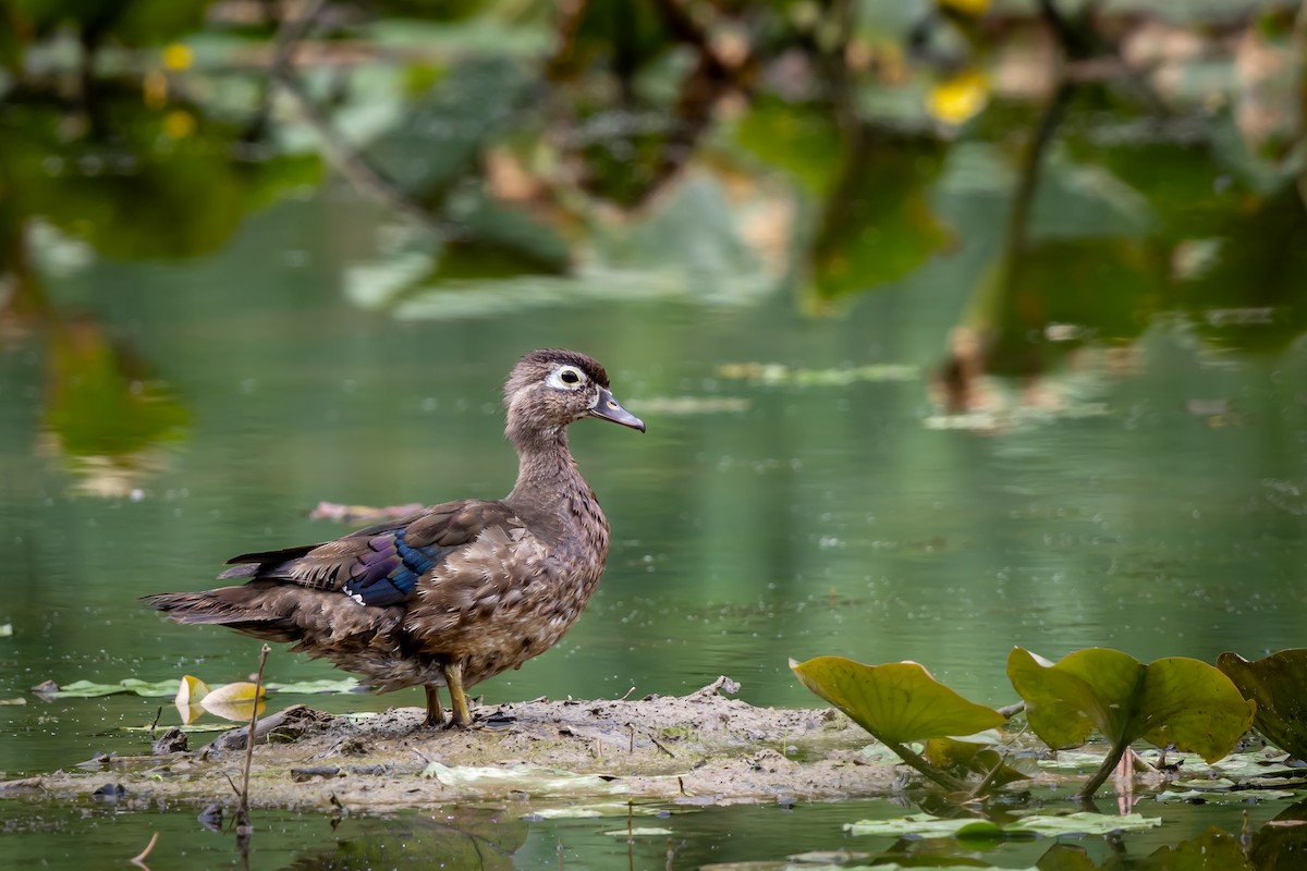 Wood Duck - ML592497161