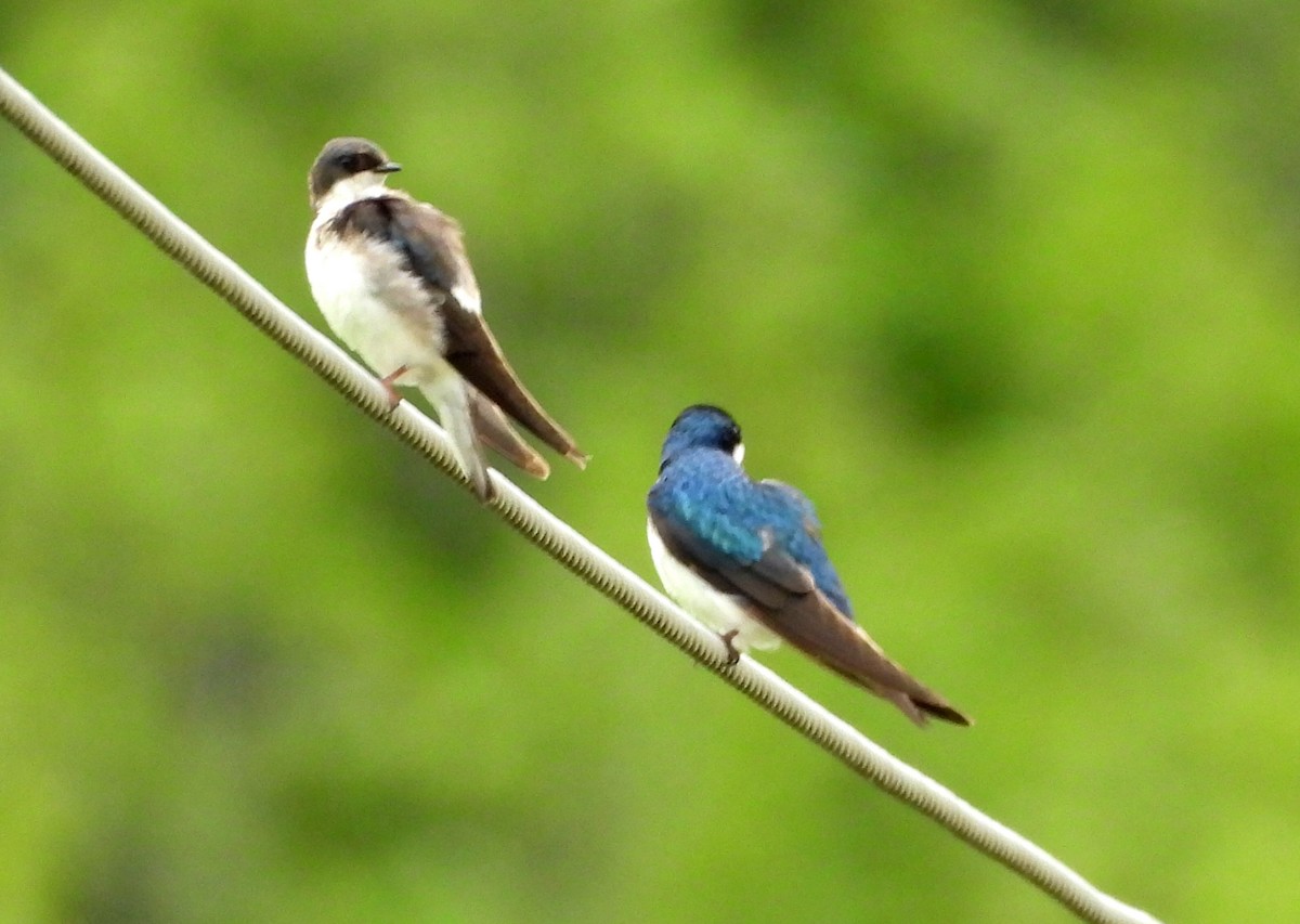 Tree Swallow - Sharon Wilcox