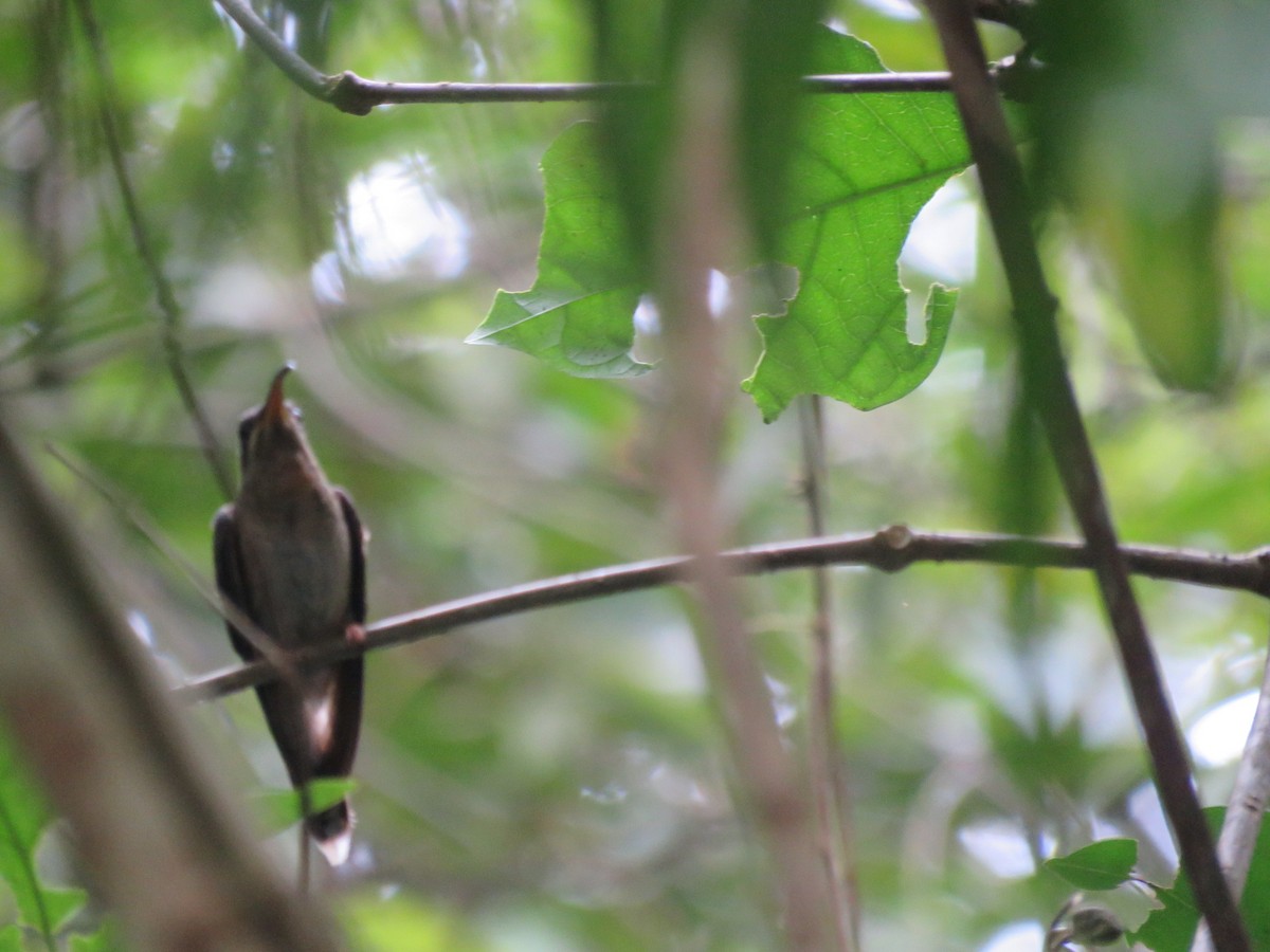 White-bearded Hermit - ML592498361