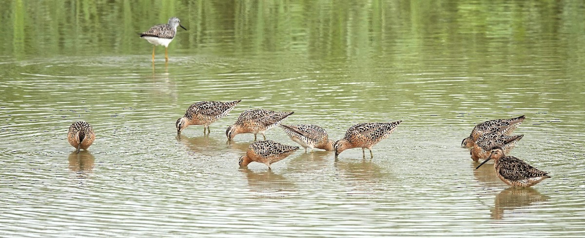 Short-billed Dowitcher - Mike Burkoski