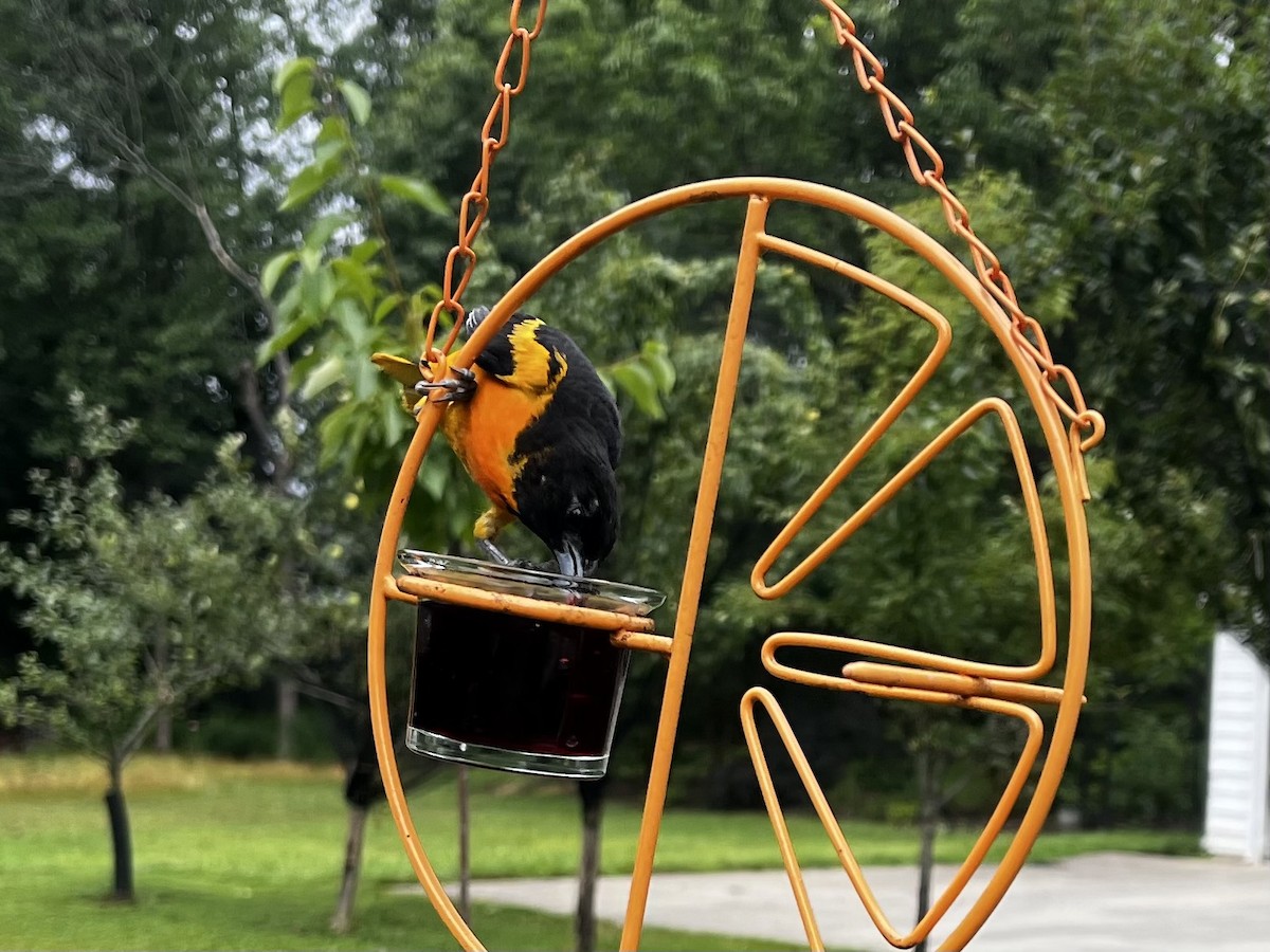 Baltimore Oriole - ML592500191