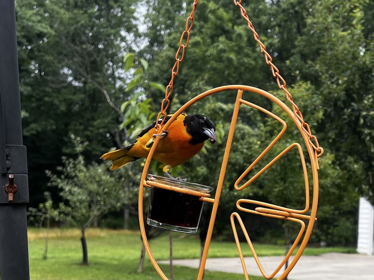 Baltimore Oriole - ML592500201