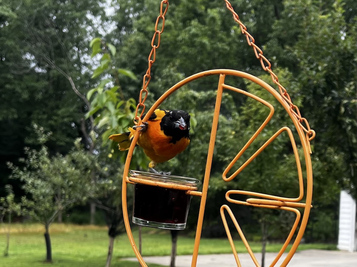 Baltimore Oriole - ML592500211