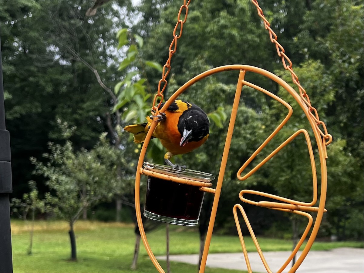 Baltimore Oriole - ML592500221