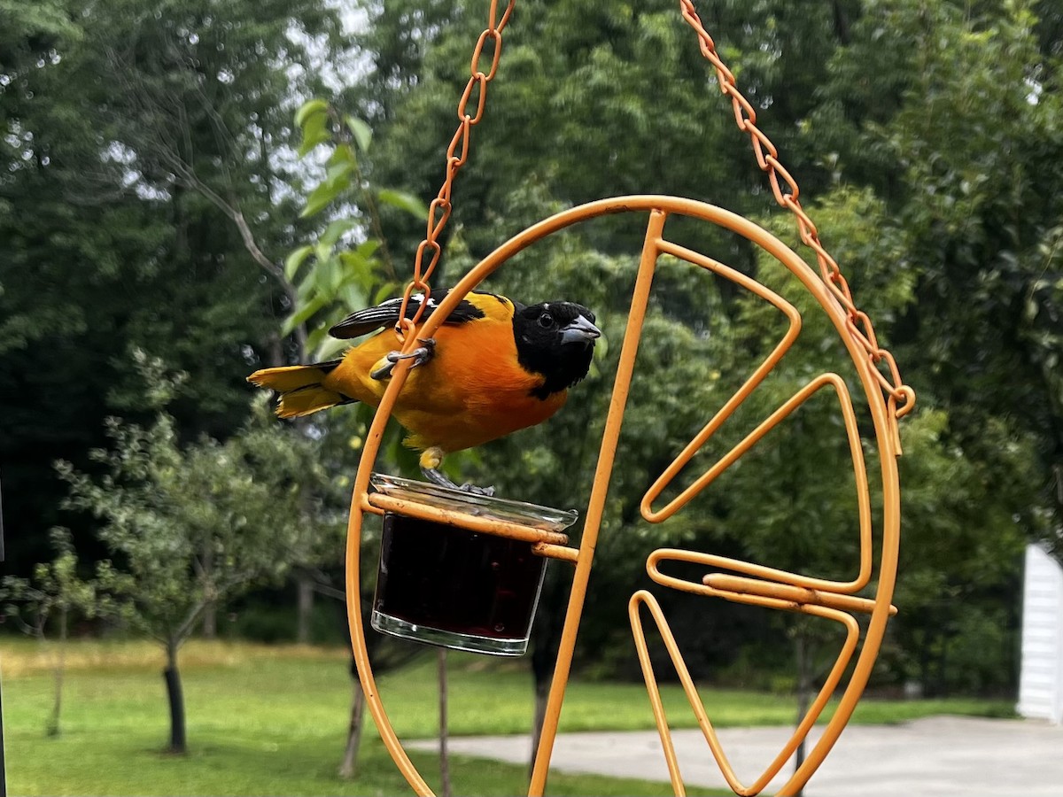 Baltimore Oriole - ML592500231