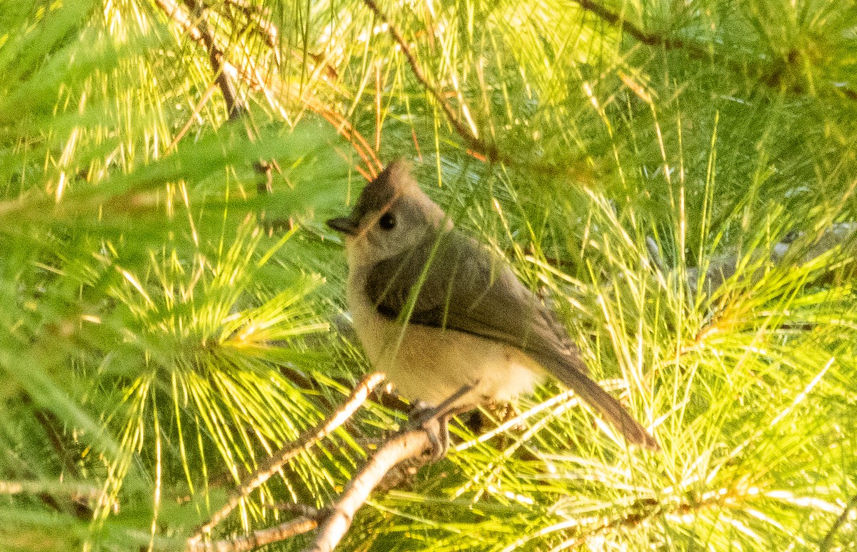 Tufted Titmouse - ML592500241