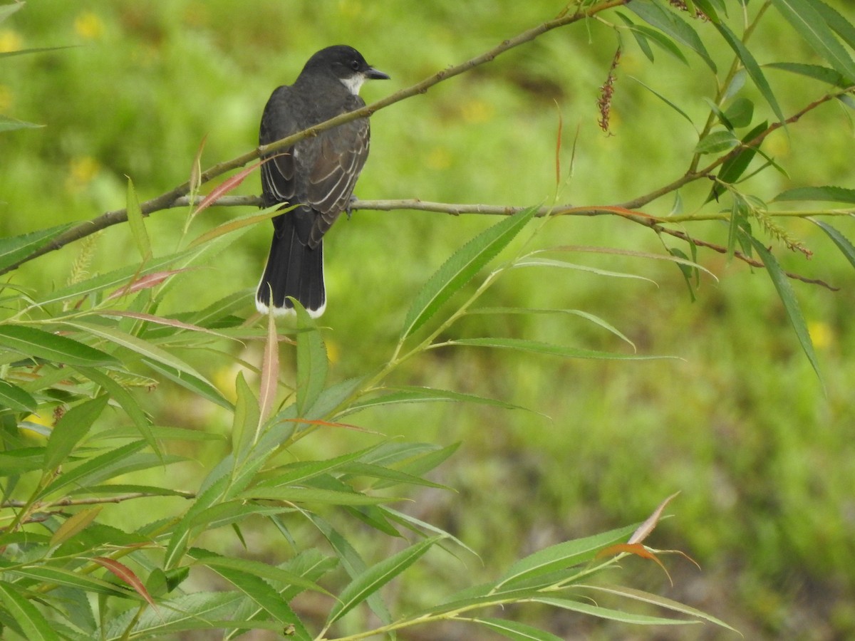 Eastern Kingbird - ML592501161