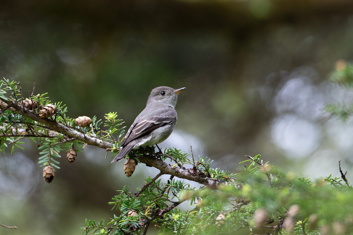 Western Wood-Pewee - ML592501221