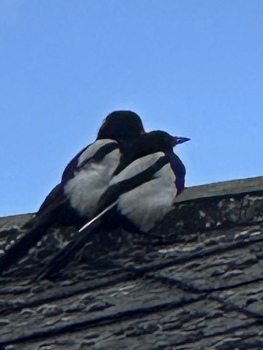 Eurasian Magpie - ML592501781