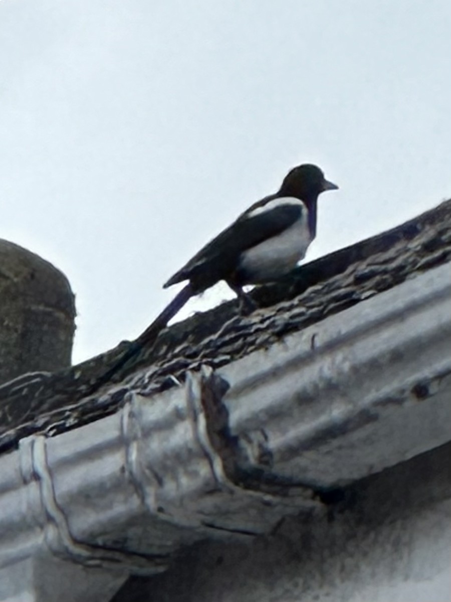 Eurasian Magpie - ML592501791
