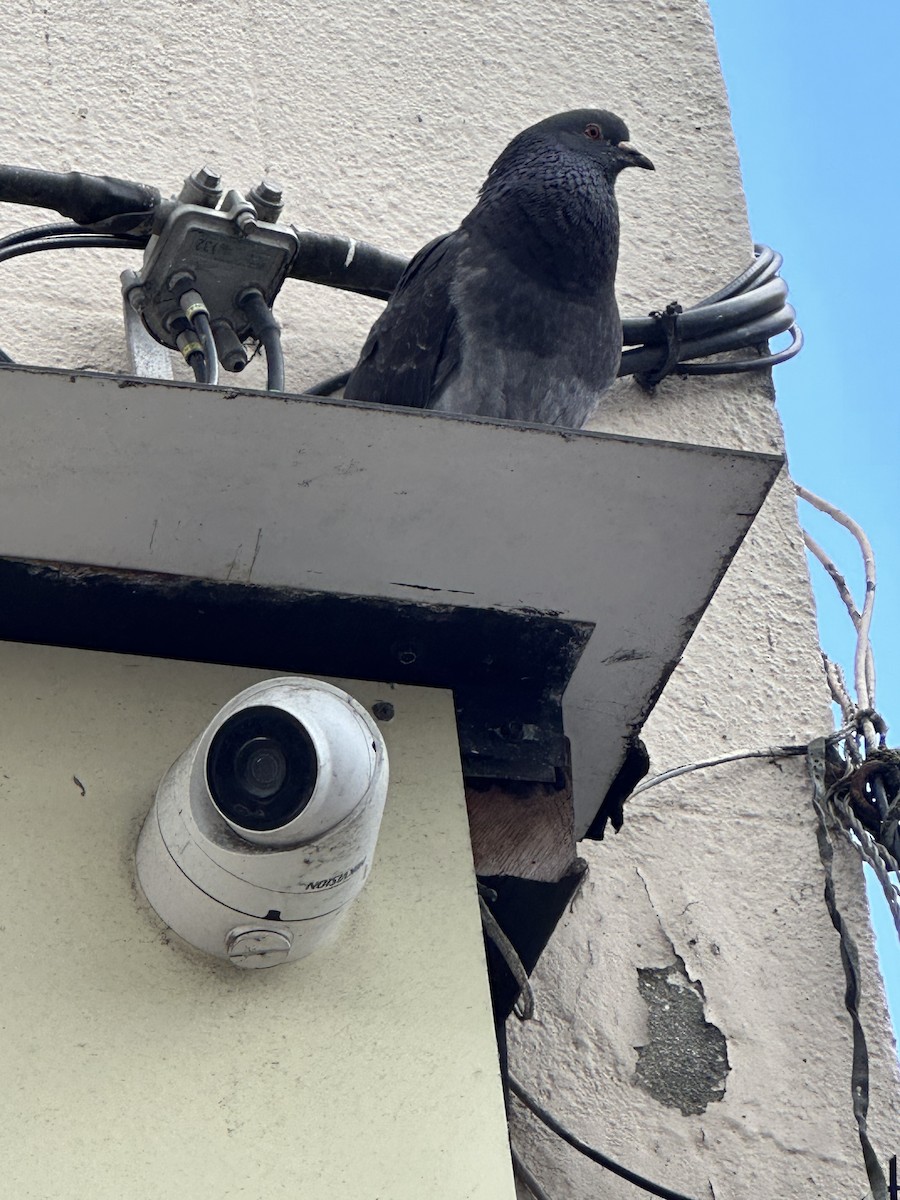 Rock Pigeon (Feral Pigeon) - ML592501981