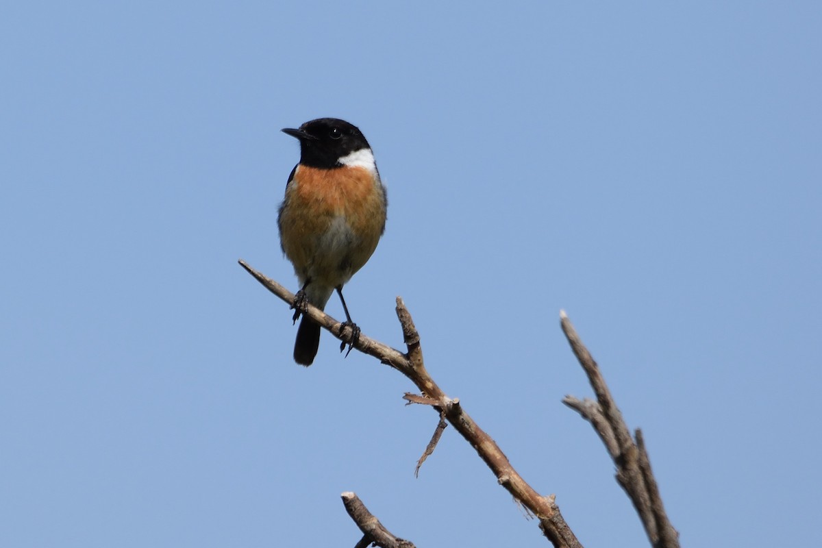 European Stonechat - ML592503671