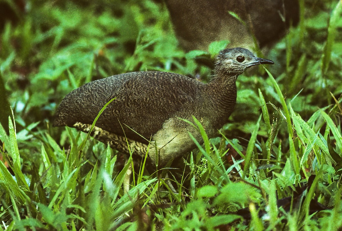 Undulated Tinamou - ML592503761