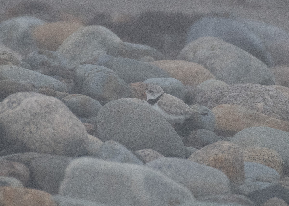 Piping Plover - ML592503811