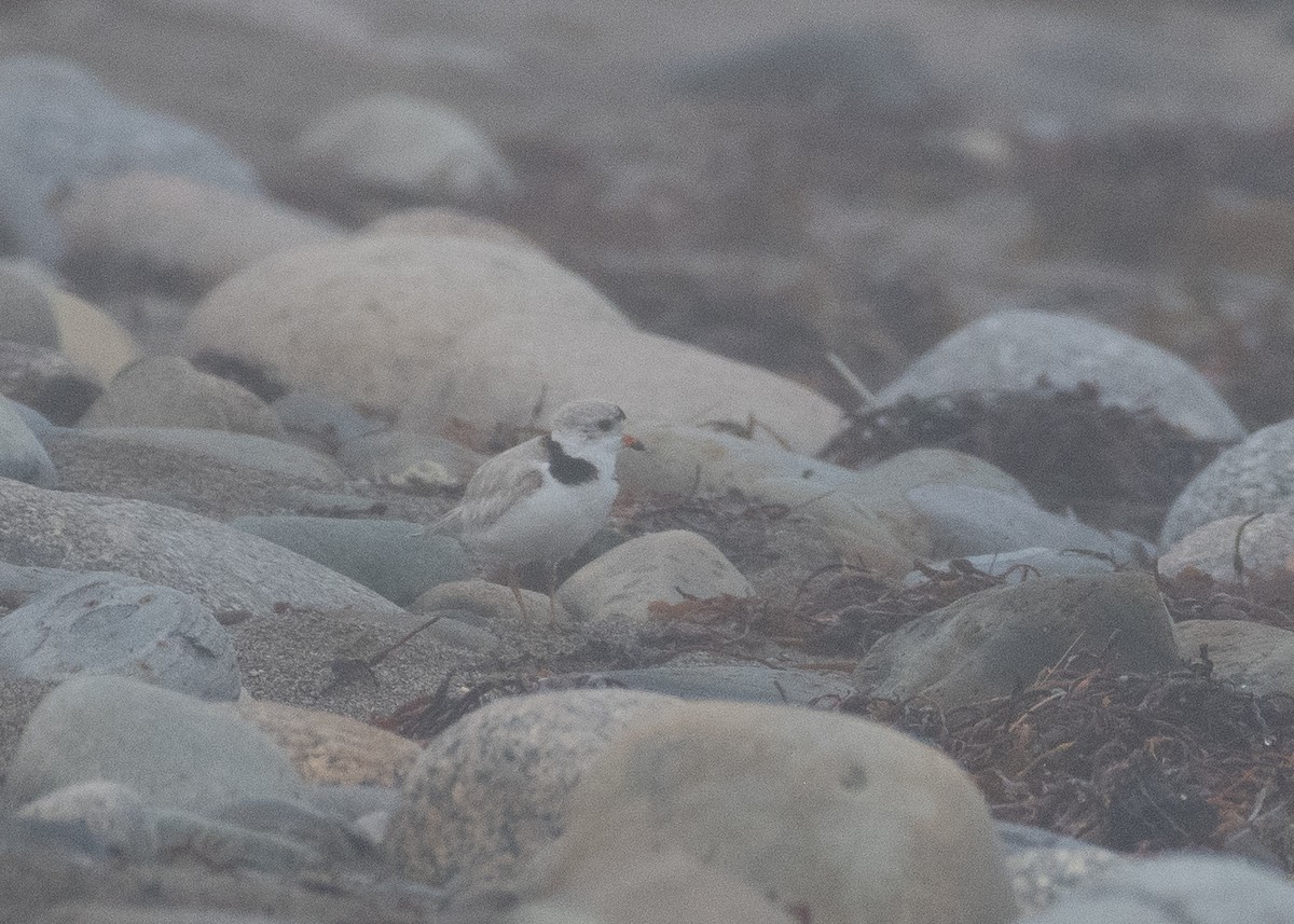 Piping Plover - ML592503821