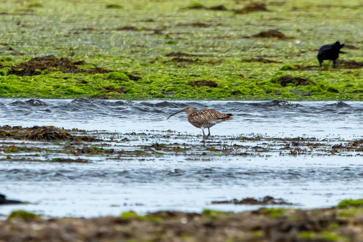 Eurasian Curlew - ML592503951