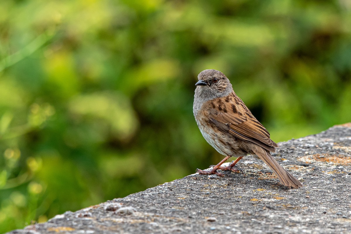 Dunnock - ML592504051