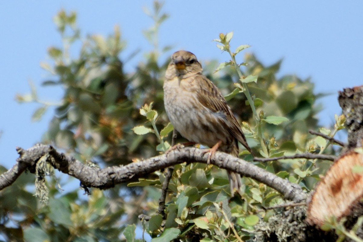 Rock Sparrow - Andrés Turrado Ubón