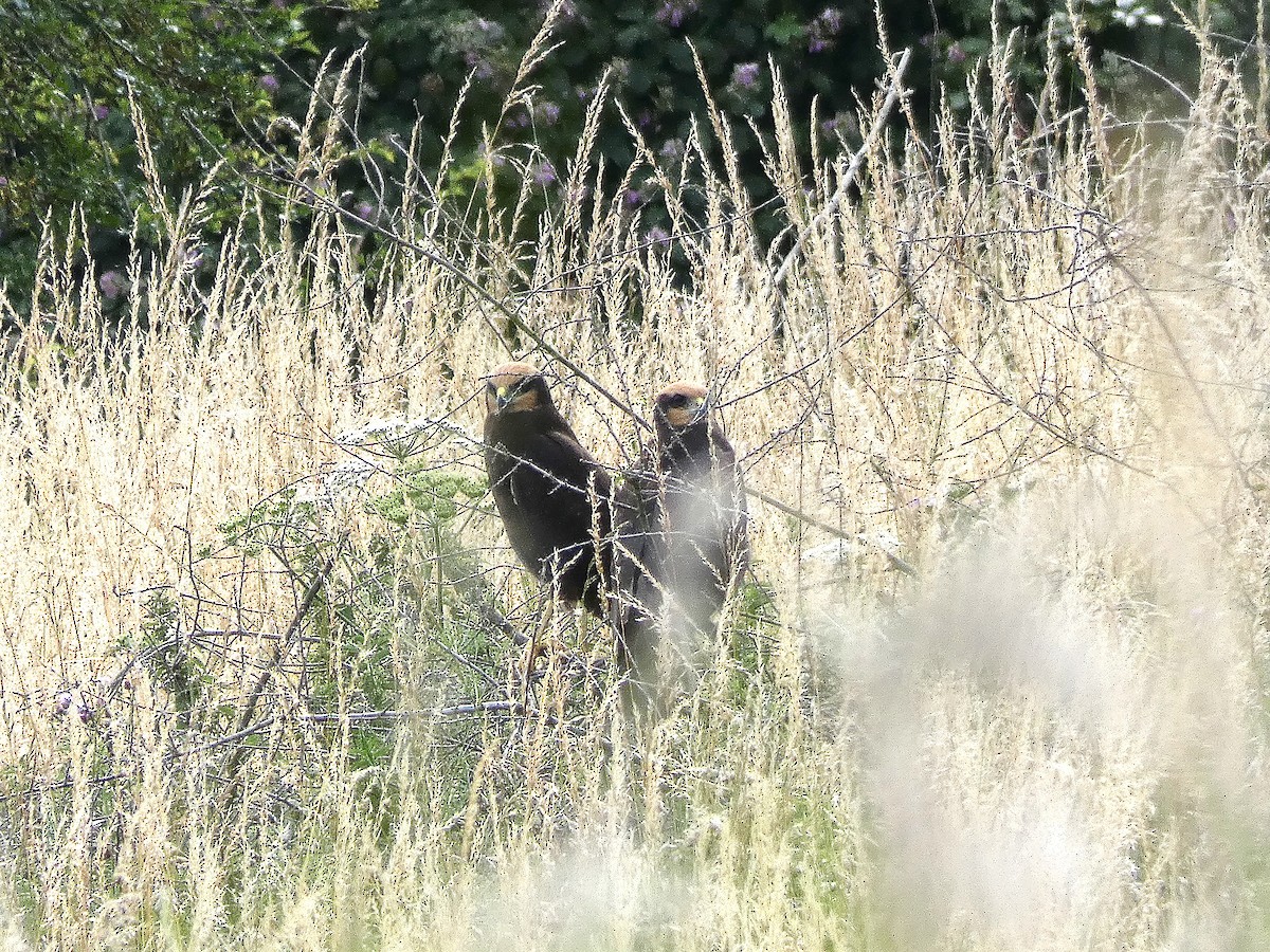 Western Marsh Harrier - ML592504101